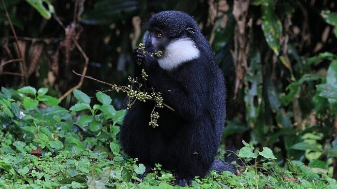 Nyamasheke: Residents count losses from Nyungwe National Park's wild animals